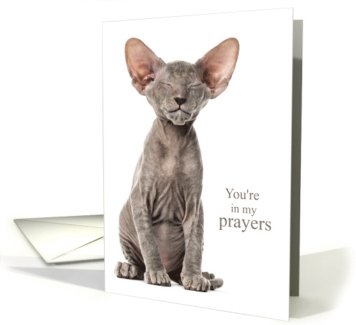 You're in my Prayers Peterbald Kitten Encouragement card (1873236)