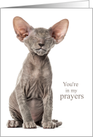 You’re in my Prayers Peterbald Kitten Encouragement card