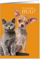 Need a Hug Cute Puppy and Kitten Encouragement card