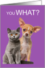 Cute Congratulations Gray Kitten and Chihuahua Dog card