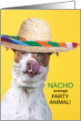 Cinco de Mayo Cute Dog in a Sombrero Party Animal card