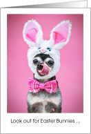 Funny Easter Bunny Imposter Chihuahua Dog card