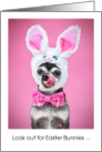 Funny Easter Bunny Imposter Chihuahua Dog card