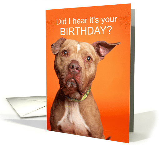 Birthday Cute Pit Bull Did I Hear it's your Birthday card (1898908)