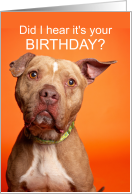 Birthday Cute Pit Bull Did I Hear it’s your Birthday card