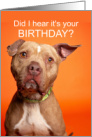 Birthday Cute Pit Bull Did I Hear it’s your Birthday card