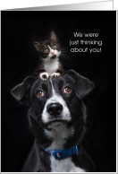 Thinking of You Cute Kitten and Dog on Black card