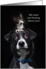 Thinking of You Cute Kitten and Dog on Black card