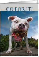 Funny Good Luck Pit Bull Catching Treats card
