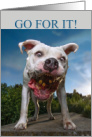 Funny Good Luck Pit Bull Catching Treats card