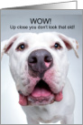 Funny Getting Older Birthday PIt Bull Dog card