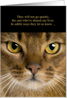 Abyssinian Pet Sympathy Cat Face with Black card