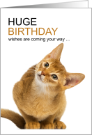 Abyssinian Cat Birthday Wishes for Cat Lover card