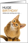 Abyssinian Cat Birthday Wishes for Cat Lover card