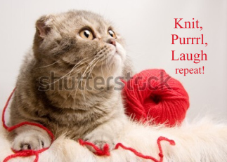 Scottish Fold Cat...