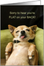 Funny Get Well Chihuahua Flat on your Back card