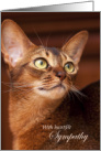 Pet Sympathy Abyssinian Cat on Brown card