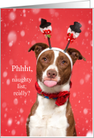 Cute Christmas Staffordshire Terrier Pitmas card
