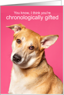 Funny Getting Old Birthday Quizzical Dog