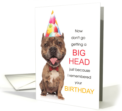 Funny Pitbull Birthday BIG HEAD Humor card (1955170)
