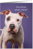Cute Thinking of You Pit Bull Dog on Purple card