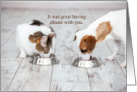 Thank You for Dinner Cat and Dog Eating Together card