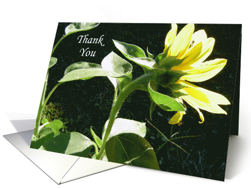 Thank You Sunflower Floral card (534405)