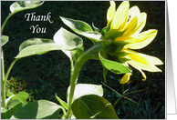 Thank You Sunflower...