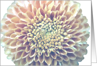 Chrysanthemum all occasion card