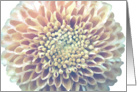 Chrysanthemum all occasion card