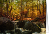 Autumn Forest Deer All Occasion card