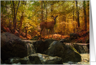 Autumn Forest Deer...