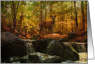 Autumn Forest Deer All Occasion card