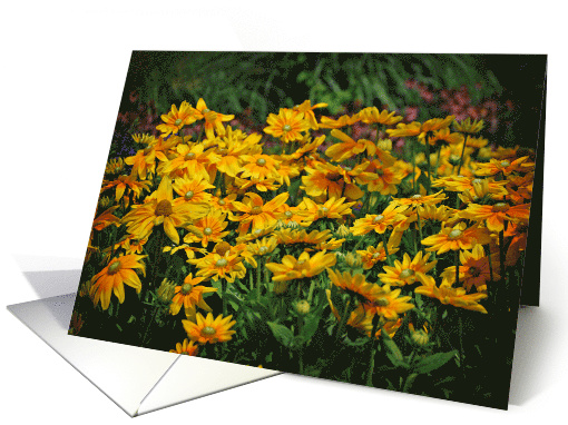 Daisies card (531166)