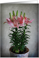 Asiatic Lily card