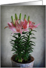 Asiatic Lily card