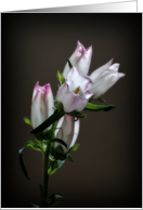 Flowers card