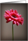 Flowers card