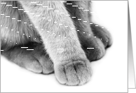 Paws card