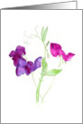 Sweet Peas in Purple and Dark Red Watercolours Blank Inside card