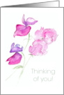 Thinking of You Message with Sweet Peas Blank Inside card