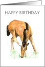 Birthday Greetings with Young Foal Blank Inside card