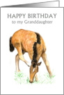 Granddaughter’s Birthday Greetings with Young Foal Blank Inside card