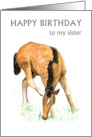 Sister’s Birthday Greetings with Young Foal Blank Inside card