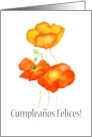 Birthday Greetings in Spanish with Iceland Poppies Blank Inside card