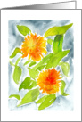 Pot Marigolds card