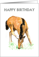 Birthday Greetings with Young Foal Blank Inside card