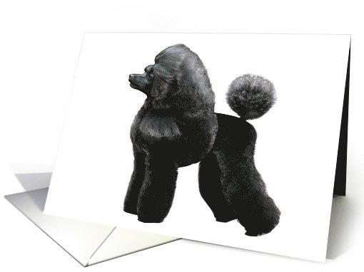 Poodle - Animals - Pets card (535364)
