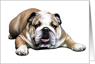 Bulldog - Animals - Pets card