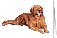 Golden Retriever - Animals - Pets card